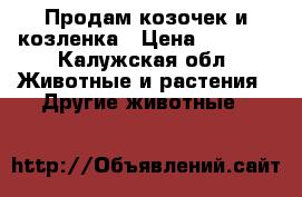 Продам козочек и козленка › Цена ­ 3 000 - Калужская обл. Животные и растения » Другие животные   